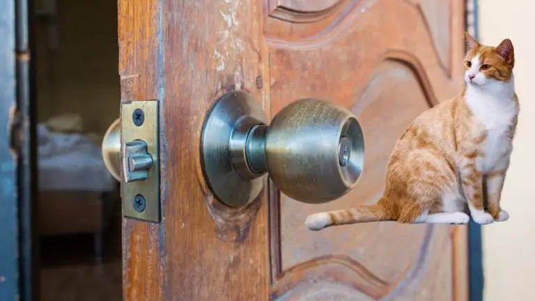 Can Cats Open Round Door Knobs? You’ll Be Surprised