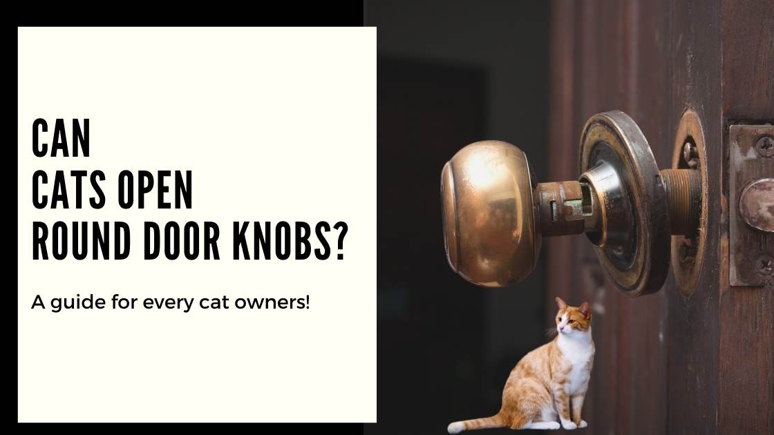 Cats Can Open Round Door Knobs