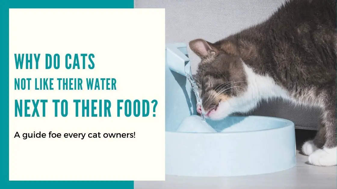 Cats Don't Drink Water Next to Their Food