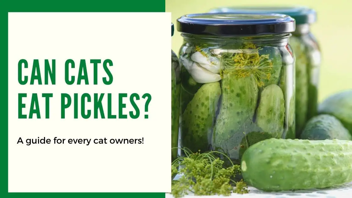 Cats can Eat Pickles