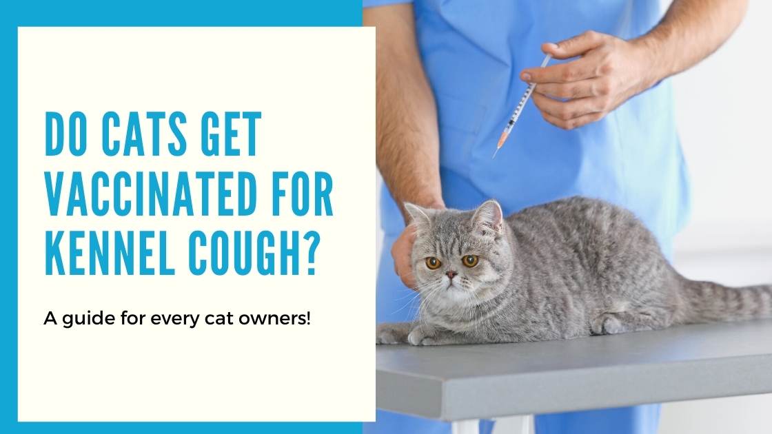 Cats Get Vaccinated for Kennel Cough