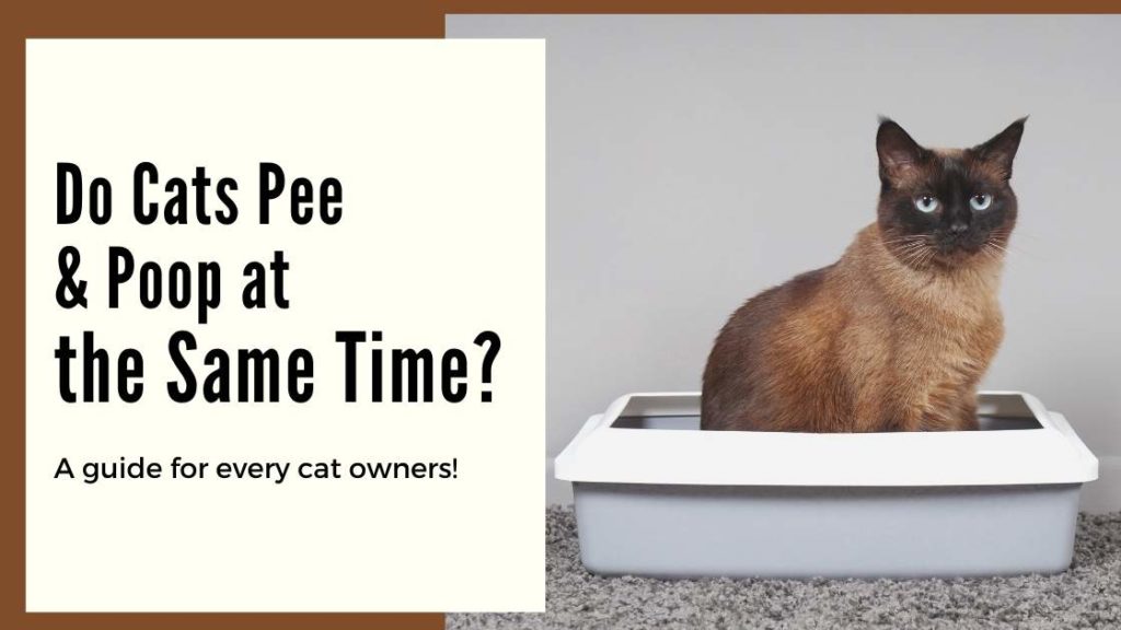 Do Cats Pee and Poop at the Same Time? (All the Reasons) Mi Cat Guide