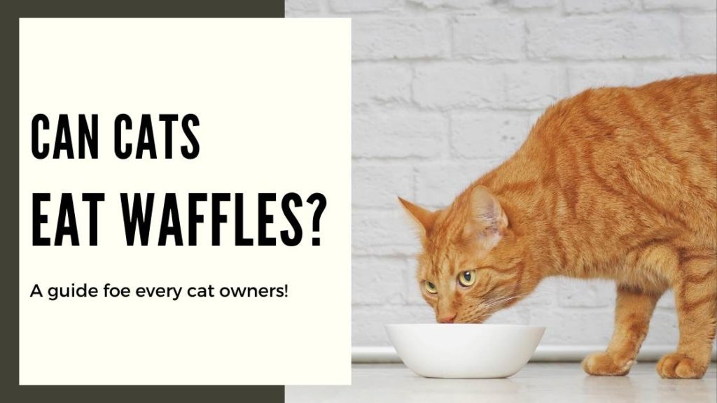 Can Cats Eat Waffles? (explained) - Mi Cat Guide