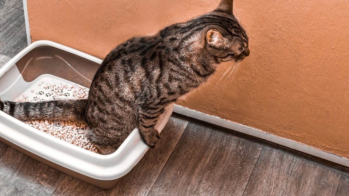 do-cats-pee-and-poop-out-of-the-same-hole-explained-mi-cat-guide