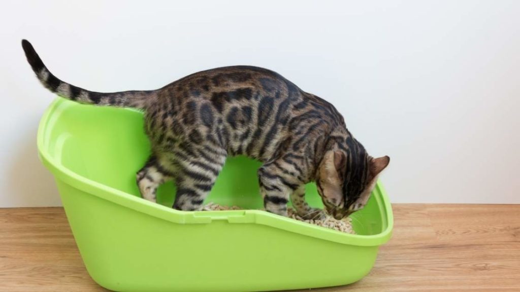 Can cats pee and poop at the same time