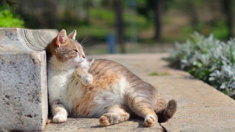 Do Pregnant Cats Like Their Belly Rubbed? Fun Facts About Feline Pregnancy