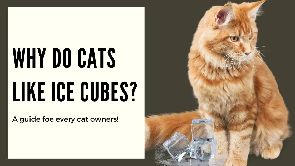 Do cats like ice cubes in their water