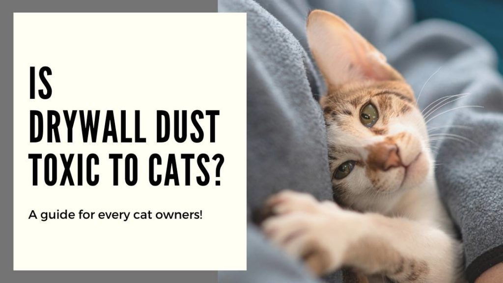 Is Drywall Dust Toxic To Cats