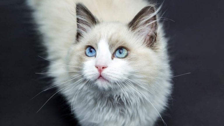 How Much Should a Maine Coon Kitten Eat?