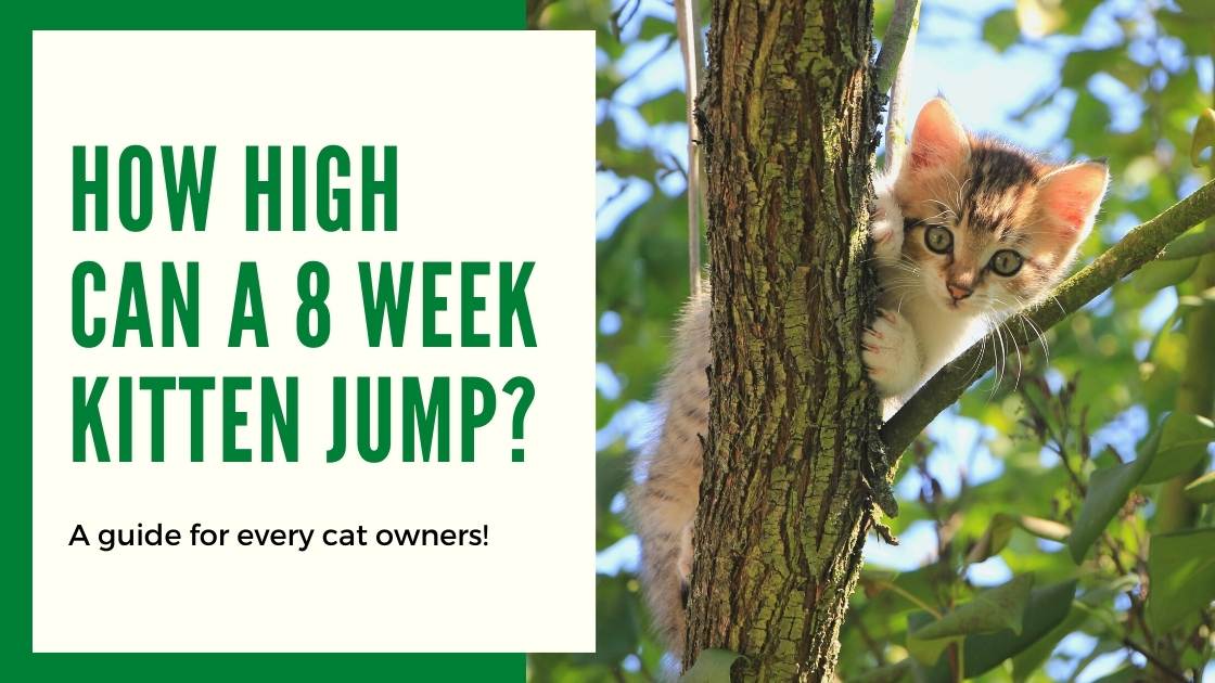 How high can a kitten jump down