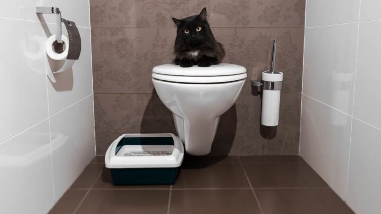 How to Clean Your Toilet with a Cat: Fun and Easy Way to Get the Job Done