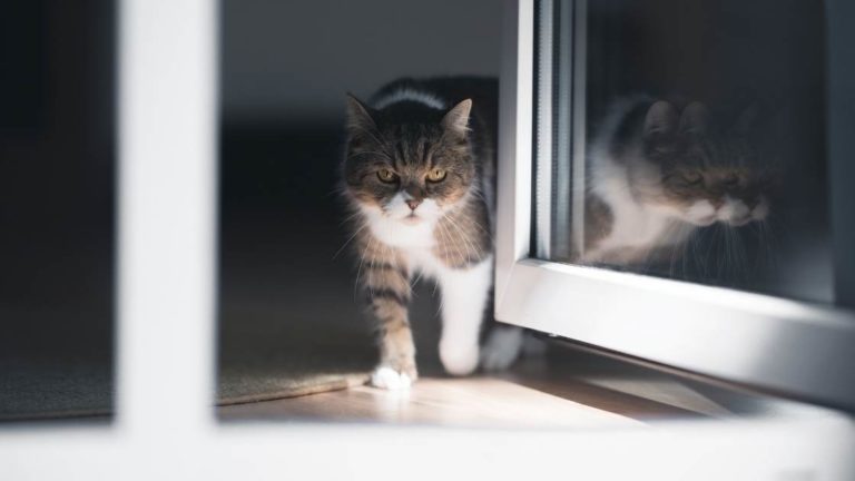 How to Stop Your Cat from Opening Doors? 3 Simple Ways