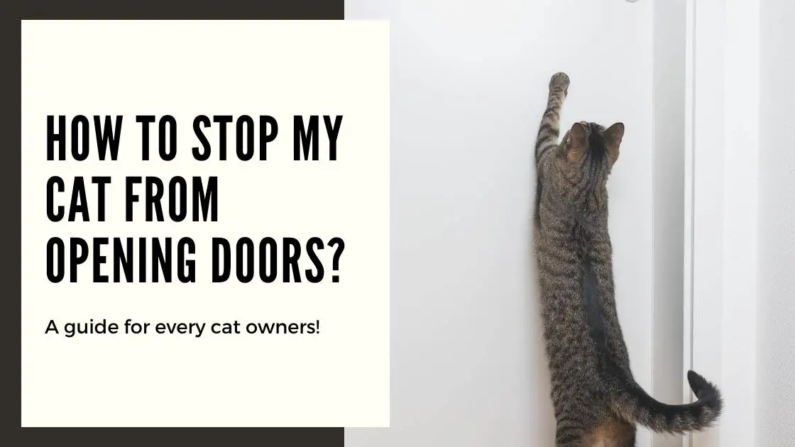 How to Stop Your Cat from Opening Doors