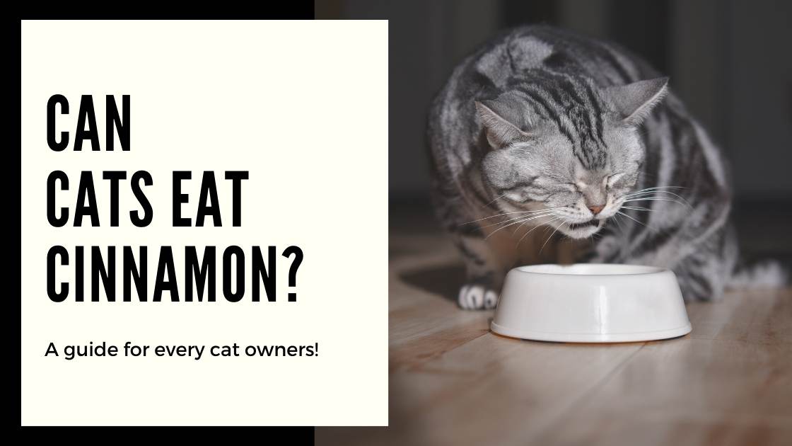 Is it safe to Cats Eat Cinnamon