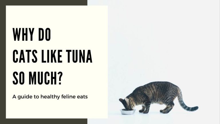 cat-secrets-why-do-cats-like-tuna-so-much-mi-cat-guide