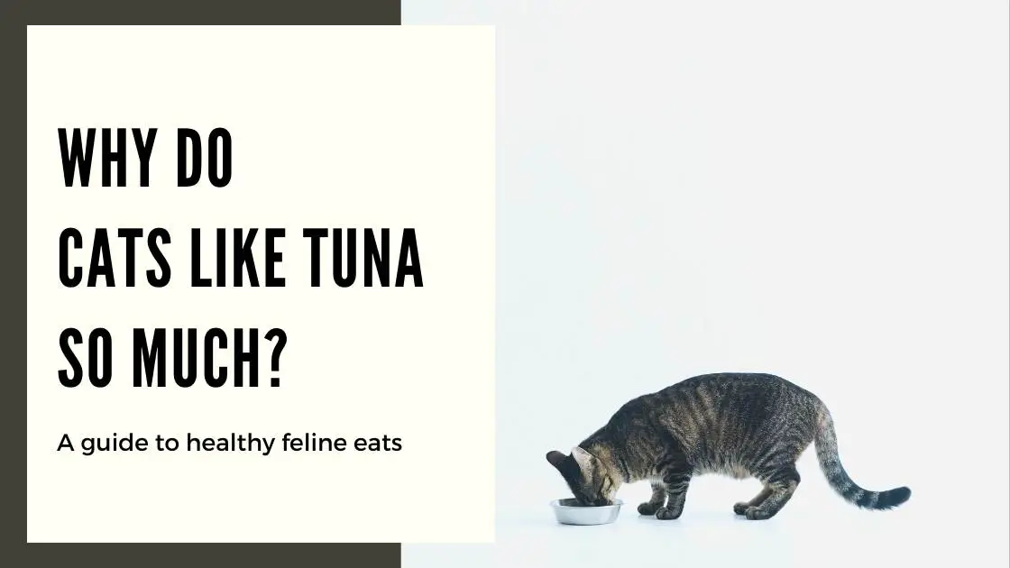 Reasons Why Your Cats Like Tuna So Much