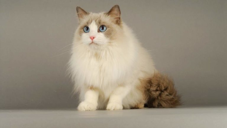 Why Are Ragdoll Cats So Expensive? The Truth Behind the High Price Tag