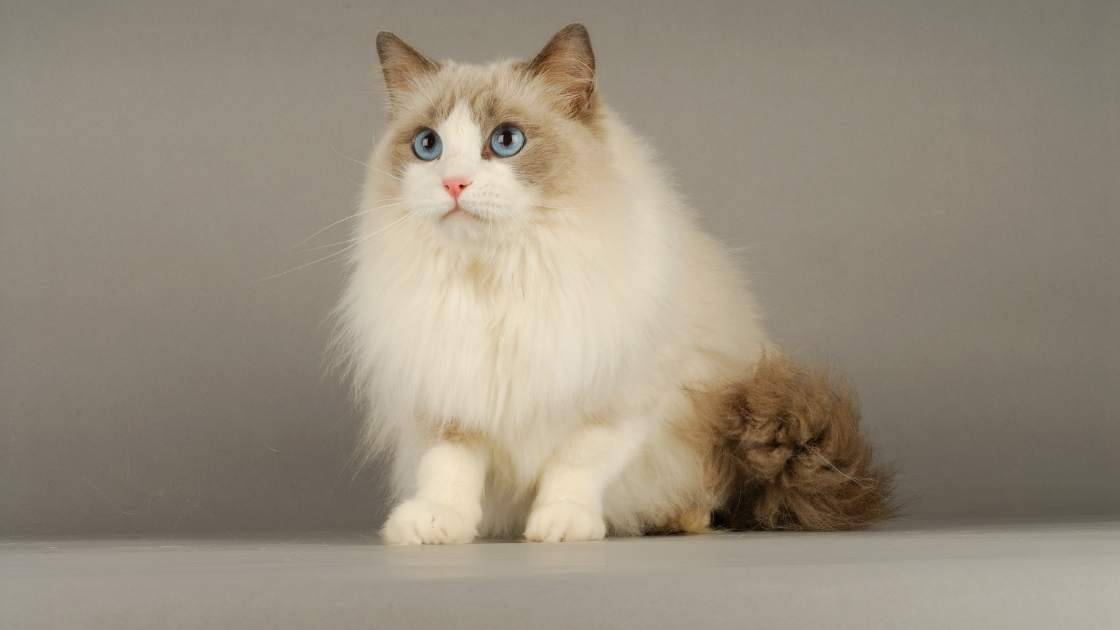 Why Are Ragdoll Cats So Expensive? The Truth Behind the High Price Tag ...