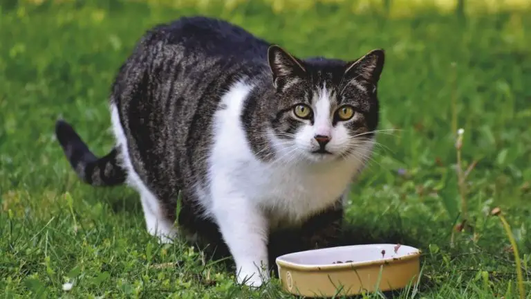 Cat Secrets: Why Do Cats Like Tuna So Much?