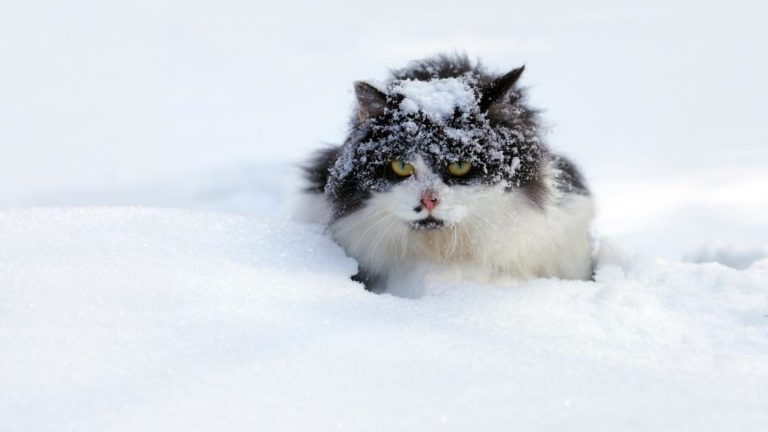 Why Does My Cat Like Ice? Fun Facts About Cats and Ice