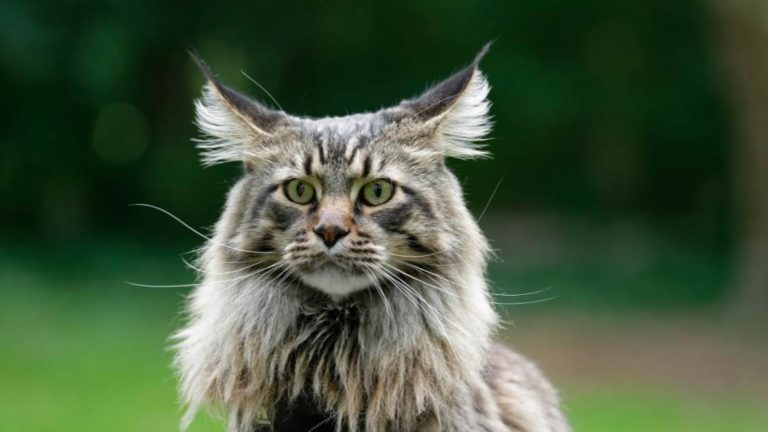 Why Does My Maine Coon Bite Me? 10 Possible Reasons