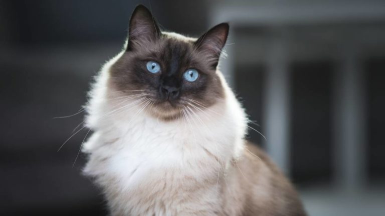Why Does My Ragdoll Cat Bite? The Truth About Ragdoll Cats