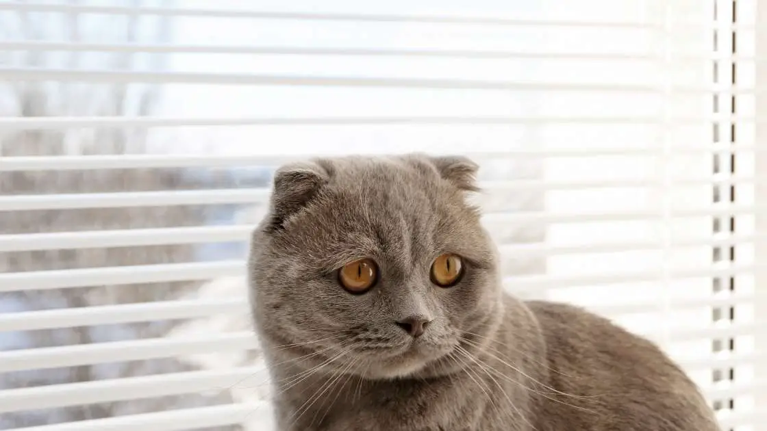 5 Ways To Keep Cats Away From Blinds