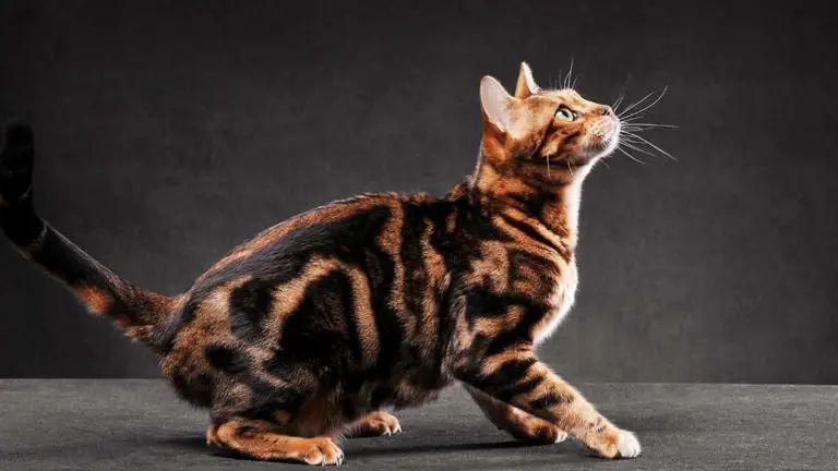 How Far Do Bengal Cats Roam? The Truth About Bengal