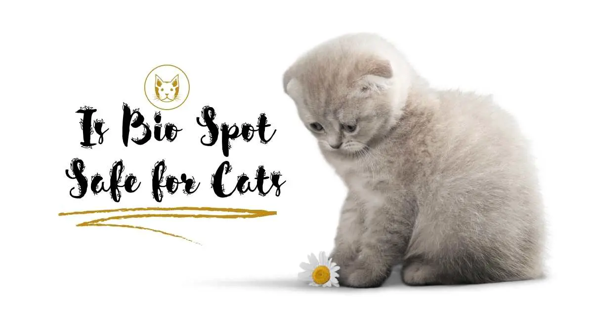 How Safe is Bio Spot for Cats