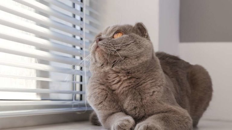 How To Protect Blinds From Cats? (5 Proven Methods)