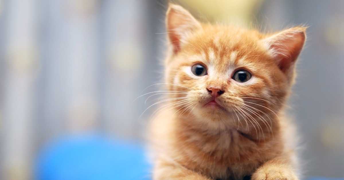 Neutered Male Cat Might Hurt Kittens as they May Not Be Used to Kittens