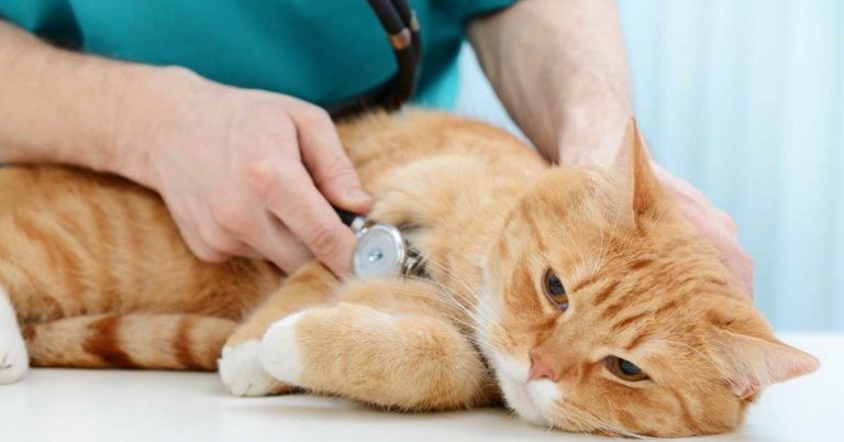 Cat not Eating after Vet Visit: Reasons & My Solutions - Mi Cat Guide