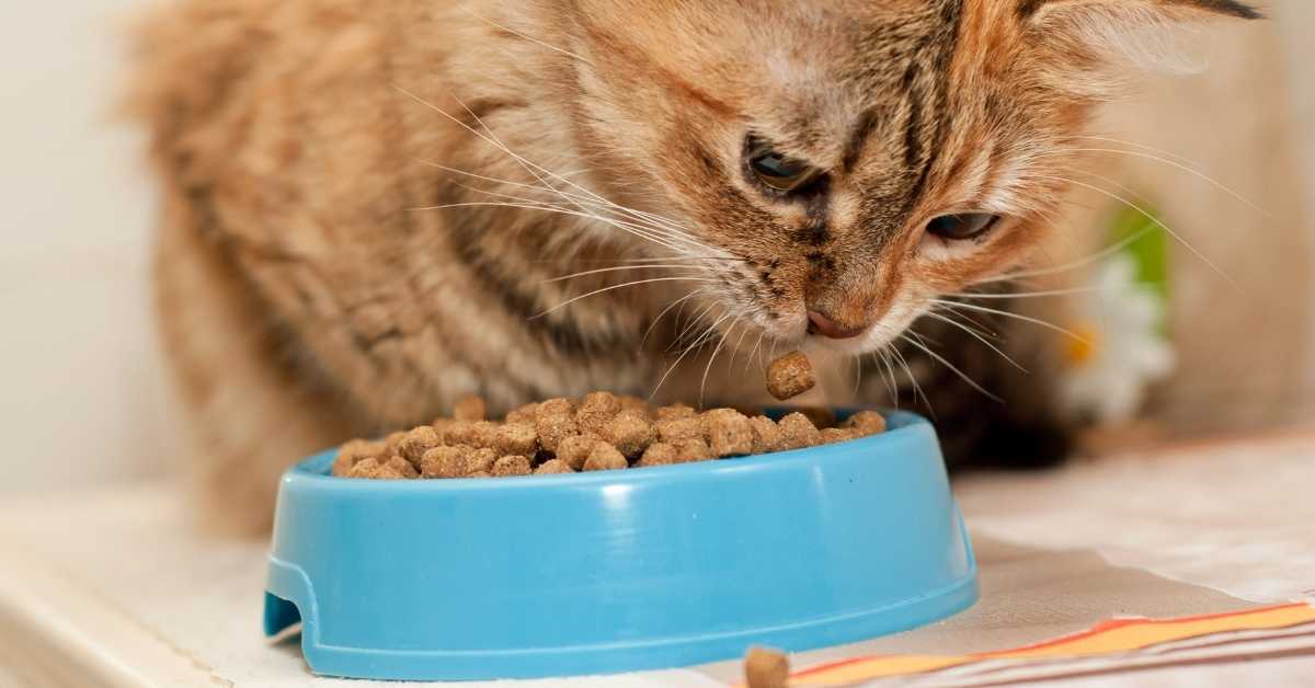 Tips for Preventing your Cat from not Eating after a Vet Visit
