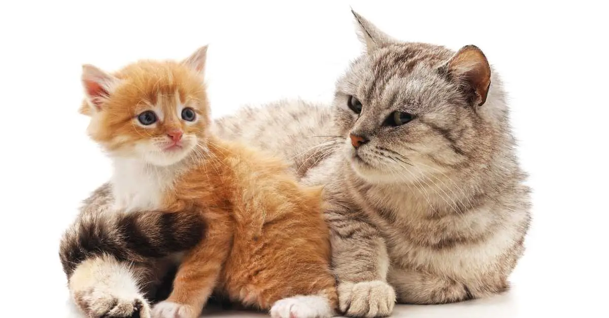 What Age is Kittens Safe from Male Cats