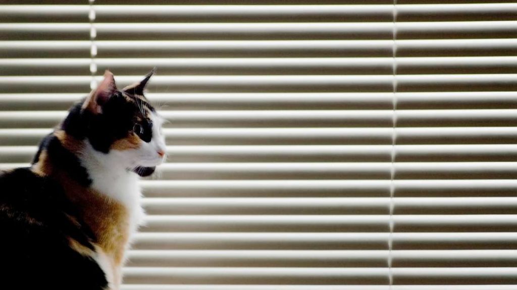 How To Protect Blinds From Cats 5 Proven Methods Mi Cat Guide   What Kind Of Blinds Are Cat Proof 1024x576 