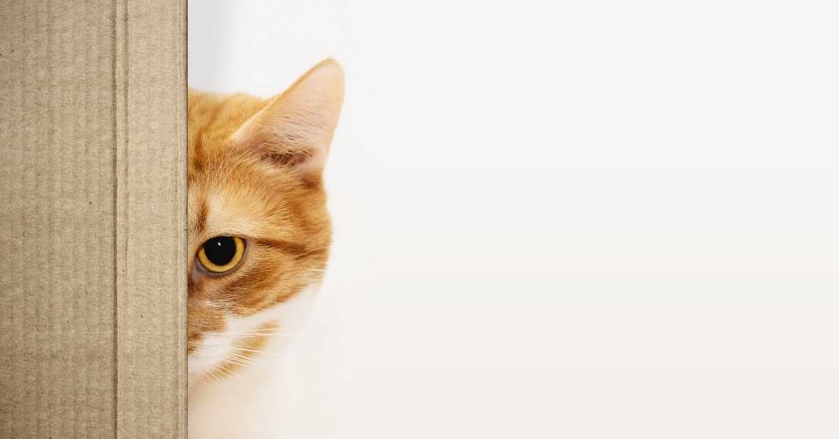 What to Do If Your Male Cat Kills a Kitten