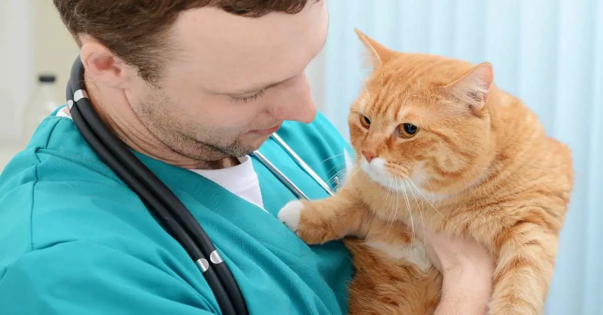 What to do if your Cat Stops Eating after a Vet Visit