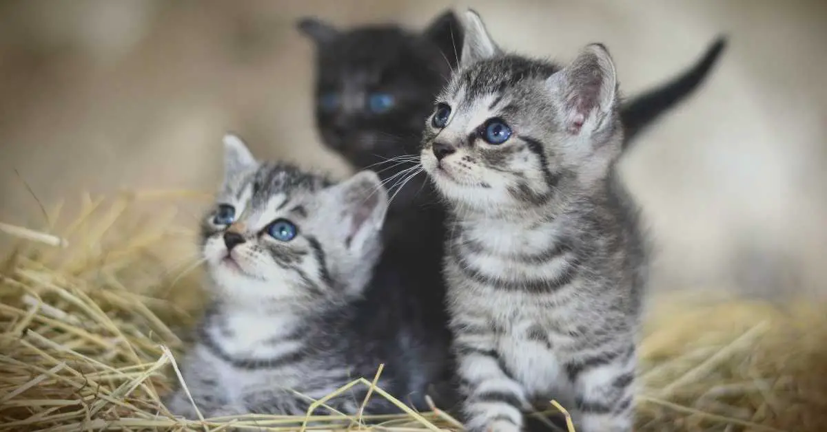 When Should You Worry About a Male Cat and Kittens