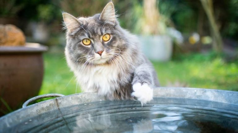 Why Do Cats Hate Water? (Make it love now)