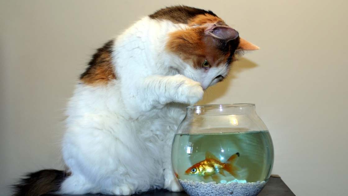 Why Do Cats Hate Water But Love Fish