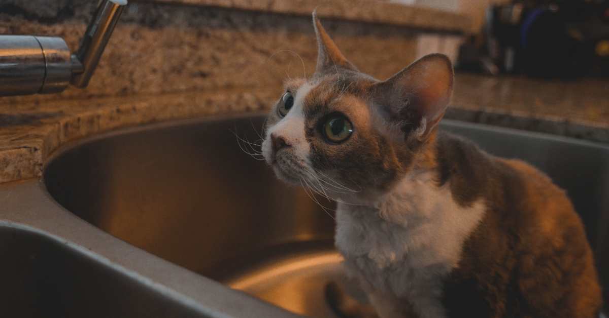 All the reasons why your cat pee in the sink