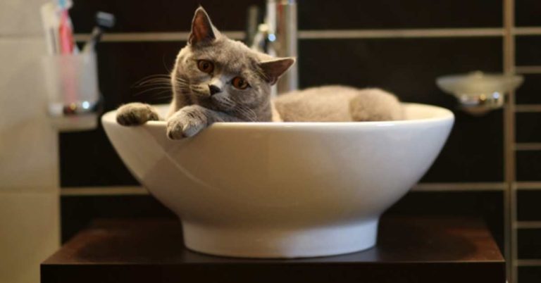 Why is my Cat Peeing in the Sink? (Vet thoughts & solutions)