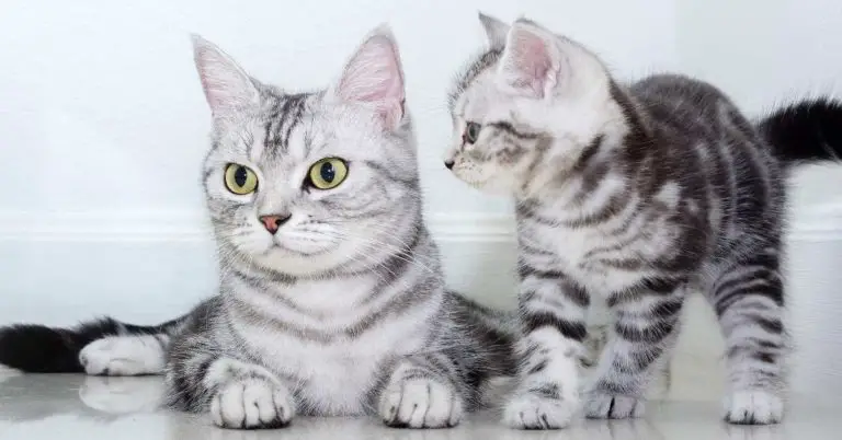 Will Neutered Male Cat Hurt Kittens? (Reasons & Remedy)