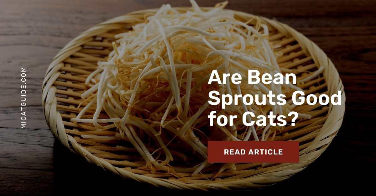 Bean Sprouts Good for Cats