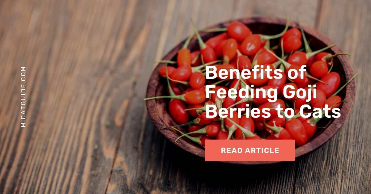 Benefits of Feeding Goji Berries to Cats