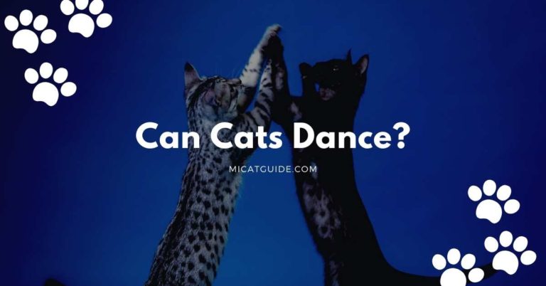 Can Cats Dance? (Its not what you think!)