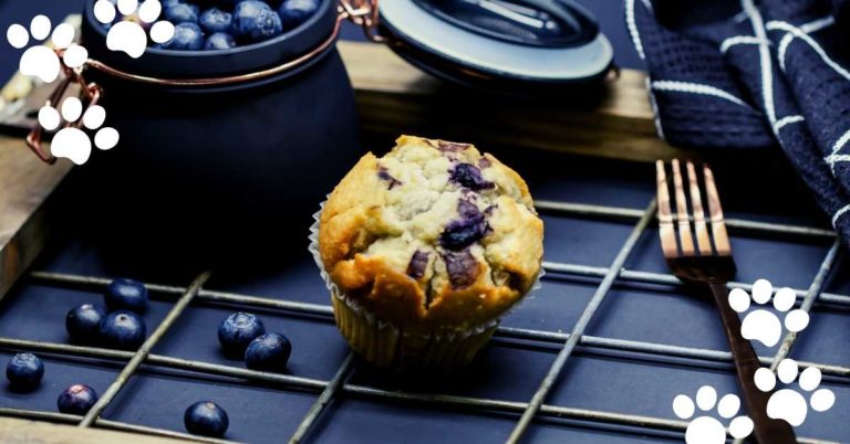 Can Cats Eat Blueberry Muffins? (Yes & How Much?)