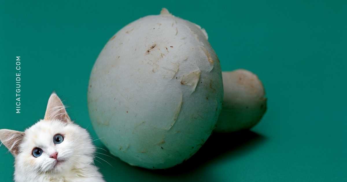 Can Cats Eat Button Mushrooms