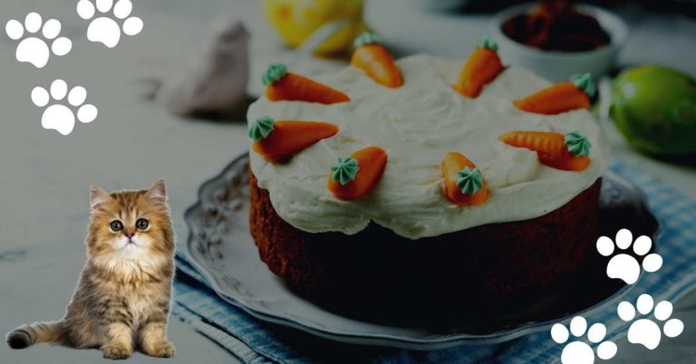 Can Cats Eat Carrot Cake? (Yes…But few consideration!)