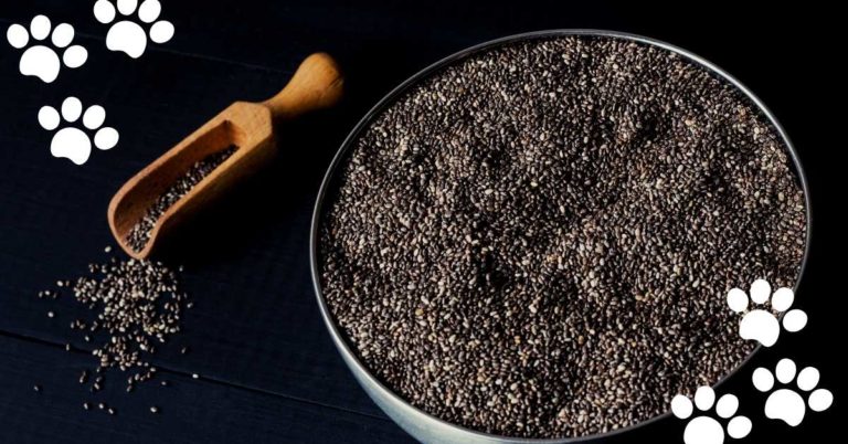 Can Cats Eat Chia Seeds? (Yes & How Much?)